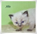 /album/aliz/aliz-4-hetes-002-jpg/